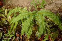 Sticherus tener. Frond. 
 Image: L.R. Perrie © Te Papa 2012 CC BY-NC 3.0 NZ